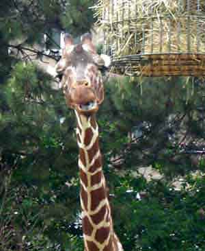 Giraffe(12KB).jpg
